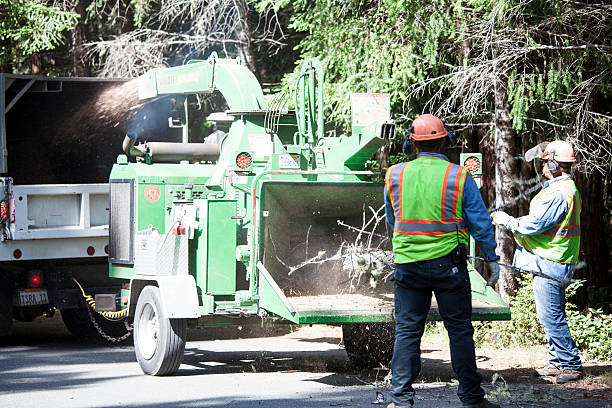  Manasquan, NJ Tree Services Pros